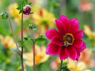 Rote Dahlienblüte mit Hummel