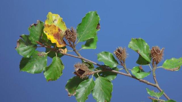 beechnuts opening in time lapse (blue screen)