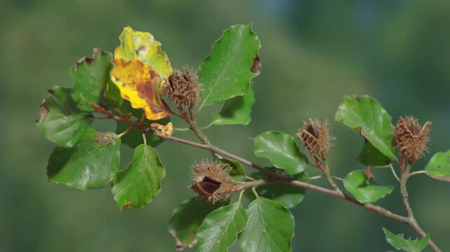 beechnuts opening in time lapse