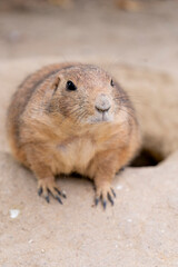 Natural scene of a prairie dog (Cynomys ludovicianus) emerging from its burrow in its native ecosystem.