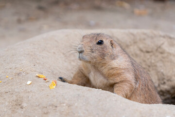 Prairie dog emerging from its burrow (Cynomys ludovicianus)