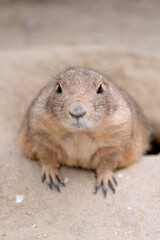 Image of a vigilant prairie dog emerging from its burrow in a North American grassland.