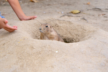 Prairie dog (Cynomys ludovicianus) peeking out of its burrow with a child's hand nearby feeding it