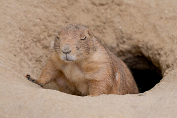 Close-up of a black-tailed prairie dog (Cynomys ludovicianus) cautiously emerging from its burrow in a natural meadow.