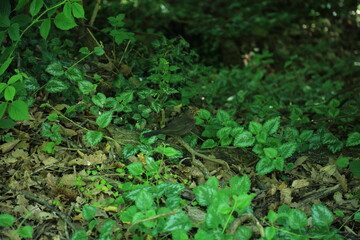 Female Eurasian blackbird in forest undergrowth