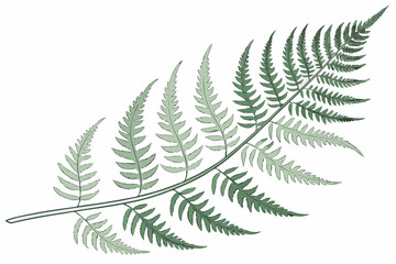 Naklejka premium fern leaf isolated