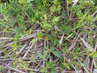 Glinus plant,  Glinus oppositifolius plant in the wild,  Gima Shak.