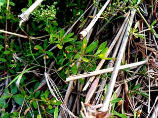 Glinus plant,  Glinus oppositifolius plant in the wild,  Gima Shak.