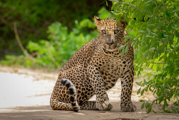 Sri Lankan Leopard looking straight 