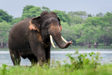Sri Lankan Elephant, tusker coming out from lake after bath