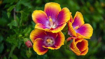Vibrant bicolor tulips with purple and yellow petals blooming outdoors