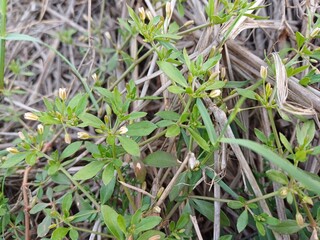 Glinus plant,  Glinus oppositifolius plant in the wild,  Gima Shak.