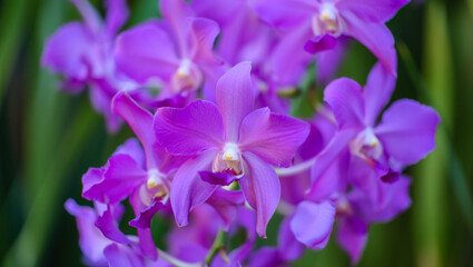 Close up of vibrant purple orchid flowers in bloom with green foliage