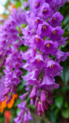 Close up of vibrant purple wisteria flowers in bloom