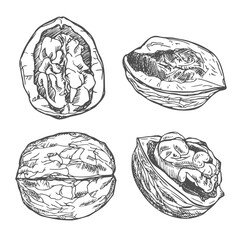 Fototapeta premium Walnut ink sketch set, hand drawn vector illustration.