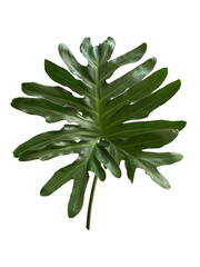 Single leaf of Monstera © Kamal