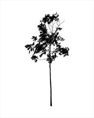 Tree silhouette Isolated on white background