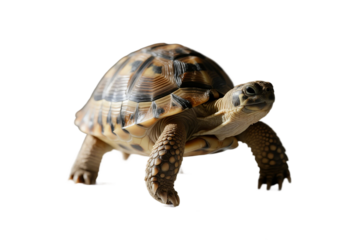 A close-up view of a tortoise with patterned shell