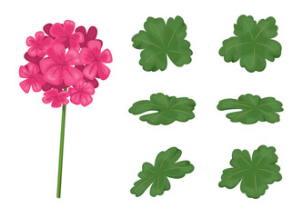 Pink Geranium Flower and Leaves Vector Set