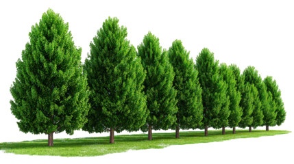 Row Of Green Trees On Grassy Field