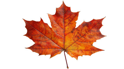 Fototapeta premium Single vibrant red and orange autumn maple leaf on a transparent background, isolated PNG element.