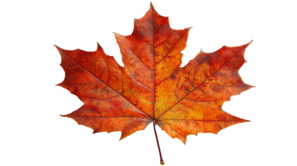 Single vibrant red and orange autumn maple leaf on a transparent background, isolated PNG element.