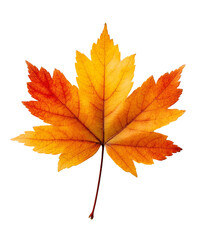 Fototapeta premium Single colorful autumn maple leaf with vibrant gradient on a transparent background, isolated PNG element.