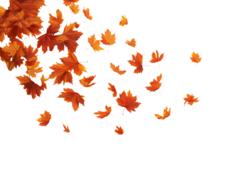 Falling autumn maple leaves on transparent background, isolated element for creative design.
