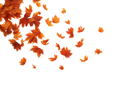 Falling autumn maple leaves on transparent background, isolated element for creative design.

