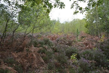 Autumn heathland vegetation in Strawberry Hill Heath features stunning landscapes in Mansfield, Nottinghamshire, England.