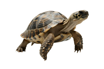 Obraz premium Close-up view of a tortoise with patterned shell and detailed limbs