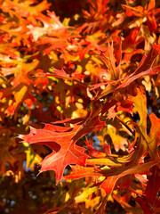 Close up of autumn golden and orange foliage on trees