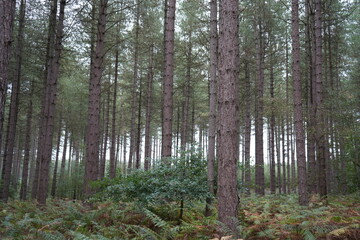 Fototapeta premium Late summer view of Strawberry Hill Heath woodland forest in Mansfield, Nottinghamshire, England, featuring picturesque countryside landscapes.