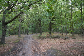Mansfield Nottinghamshire woodland path in early autumn scenery at Strawberry Hill Heath, England.