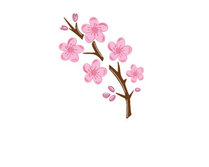 Fototapeta premium Pink sakura flower japanese