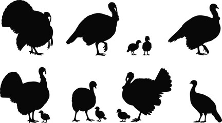 Turkey bird silhouette collection, wild turkeys, farm animals, male and female turkey, baby chicks, Thanksgiving bird icons, black vector poultry illustration, animal design