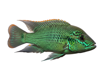 A vibrant, emerald green fish with intricate patterns, showcasing detailed scales and fins against a stark black background.
