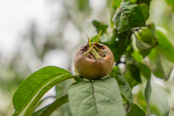 A medlar fruit Mespilus germanica rests on a leaf. Its rough texture and curled calyx stand out in detail.