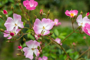 Pink wild rose Rosa species blossoms in full bloom, surrounded by buds. Delicate petals contrast with green leaves.