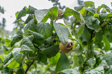 A medlar fruit Mespilus germanica grows among dark green leaves. The brown skin shows its unique shape and texture.