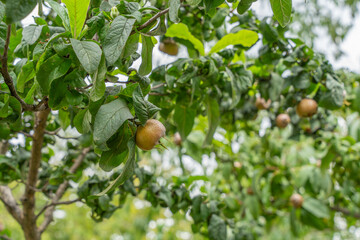 Obraz premium Several medlars Mespilus germanica hang on the tree. Their rustic texture blends with dense green foliage.