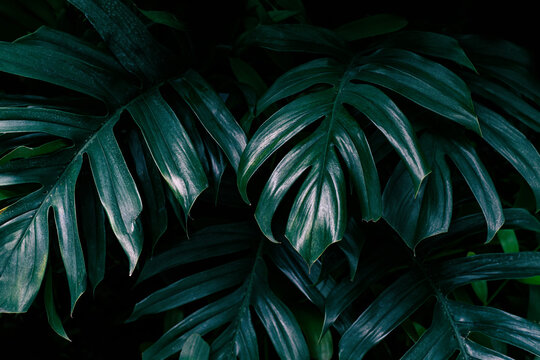 tropical leaf texture on dark nature background, monstera philodendron plant.