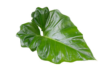 tropical leaf isolated on white background