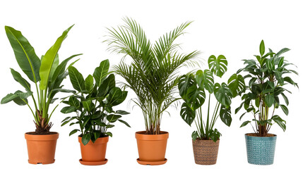Collection of five potted green houseplants isolated on transparent background