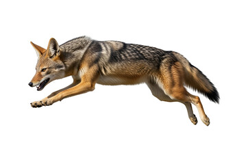 Obraz premium A captivating image of a wild dog in mid-leap, against a stark black background.