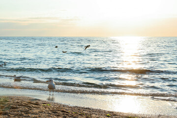 Beautiful wavy sea, seagulls and sandy beach on sunny day