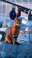 Street and City Views of Istanbul, Turkey