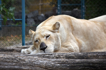 White lioness sleeping in the zoo