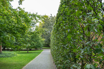 A tall beech hedge Fagus sylvatica lines a paved walkway. The green leaves contrast with the gray stone path.