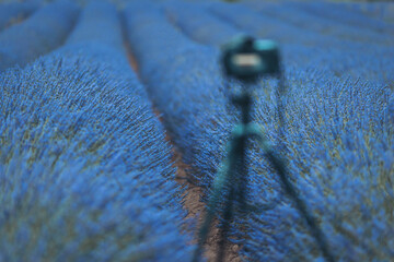 Capturing the serenity of sprawling lavender fields during a sunny afternoon walk in the countryside